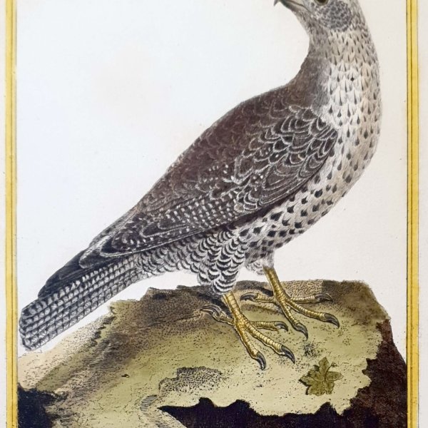 MARTINET, François Nicolas