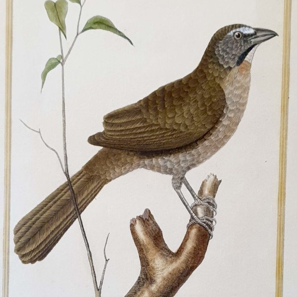 MARTINET, François Nicolas (Copie)