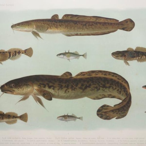 ENGELMANN Theodor Wilhem