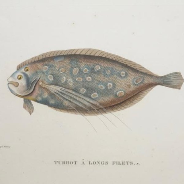 COUTANT Jean Louis Denis