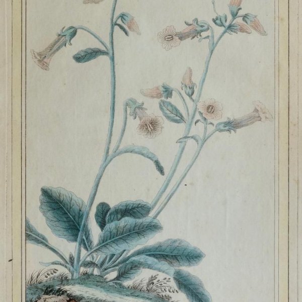 BUC'HOZ Pierre-Joseph