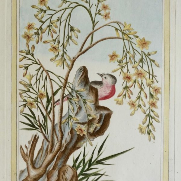 BUC'HOZ Pierre-Joseph