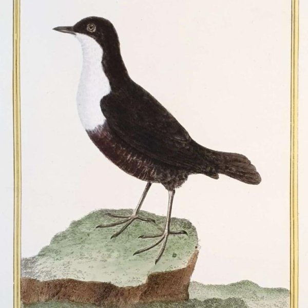 MARTINET, François Nicolas