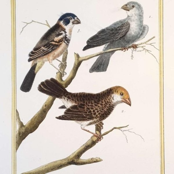 MARTINET, François Nicolas