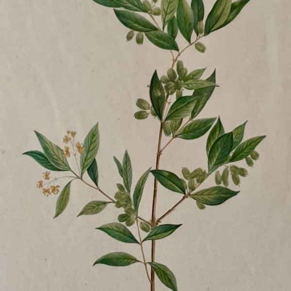 REDOUTE Pierre Joseph