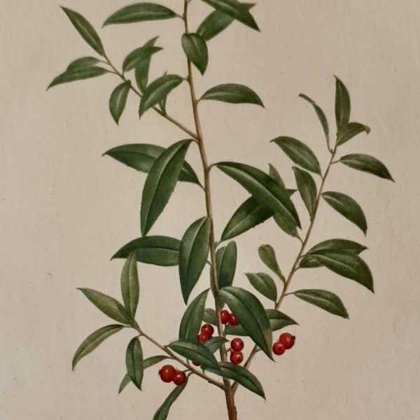 REDOUTE Pierre Joseph