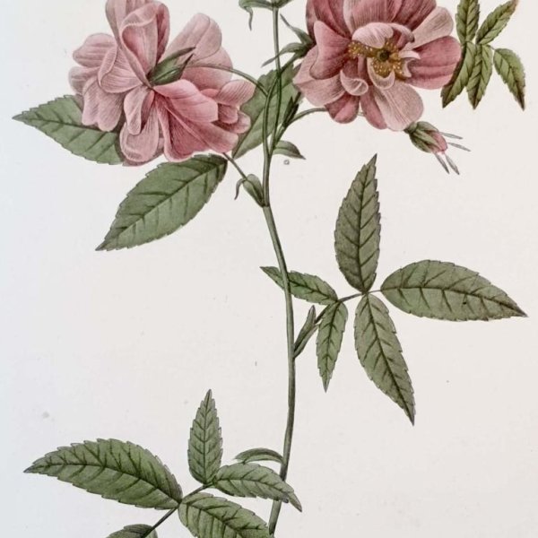 REDOUTE Pierre Joseph