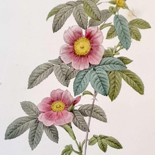 REDOUTE Pierre Joseph