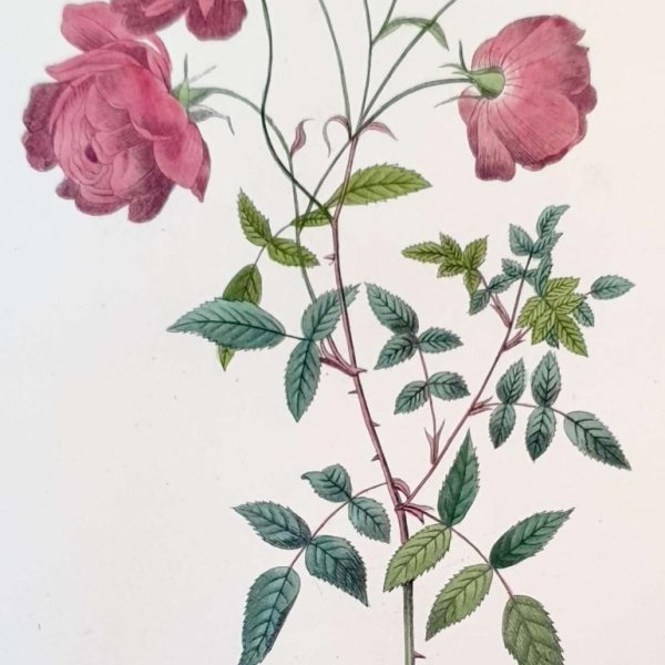 REDOUTE Pierre Joseph