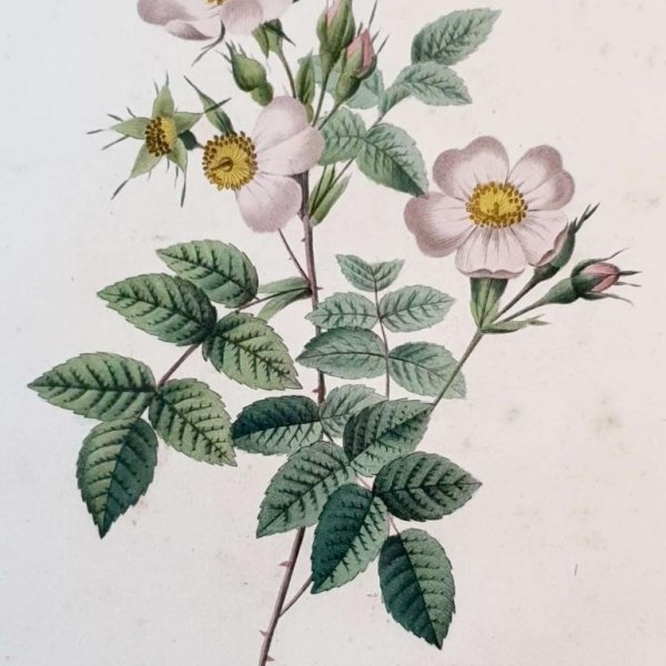 REDOUTE Pierre Joseph