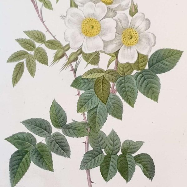 REDOUTE Pierre Joseph