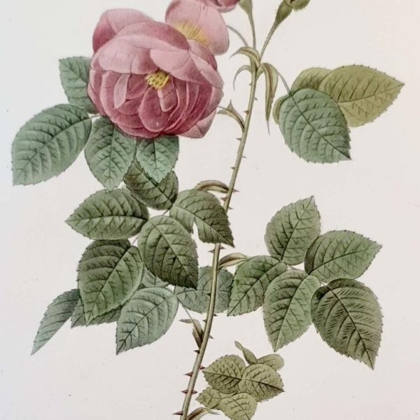 REDOUTE Pierre Joseph