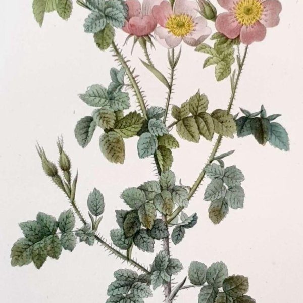 REDOUTE Pierre Joseph