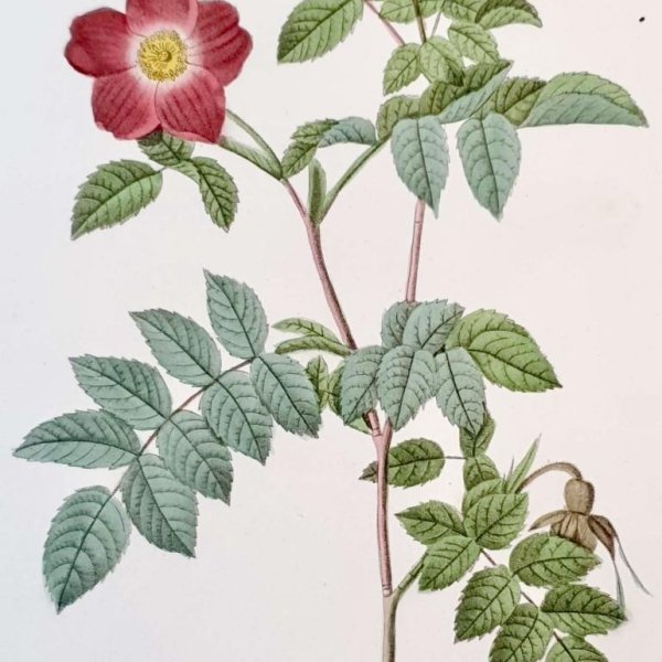 REDOUTE Pierre Joseph