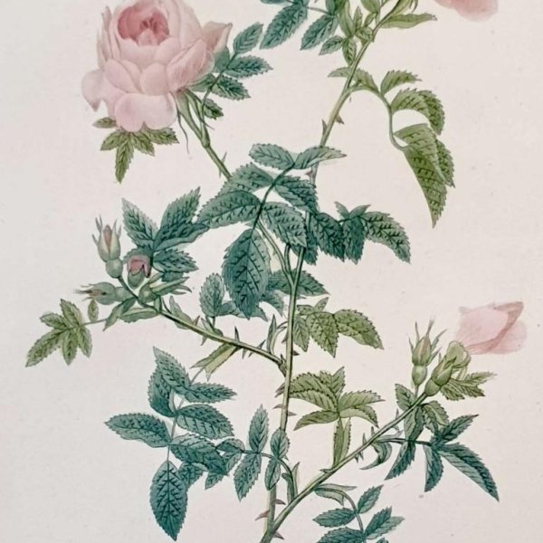 REDOUTE Pierre Joseph