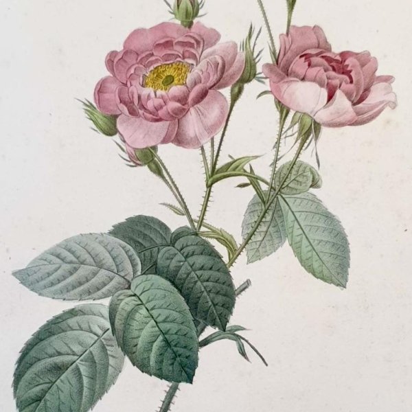 REDOUTE Pierre Joseph