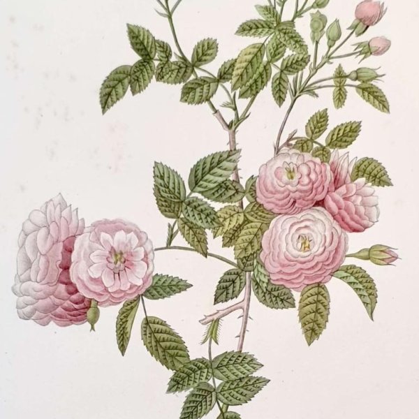 REDOUTE Pierre Joseph