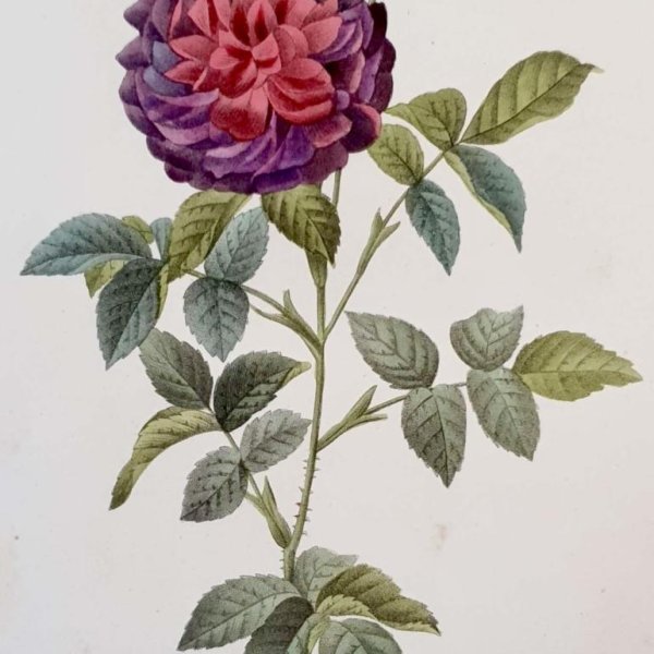 REDOUTE Pierre Joseph