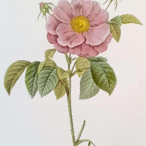 REDOUTE Pierre Joseph