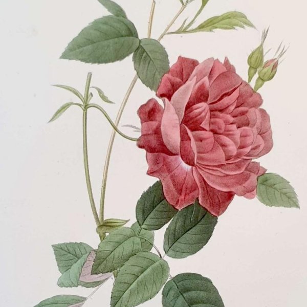 REDOUTE Pierre Joseph