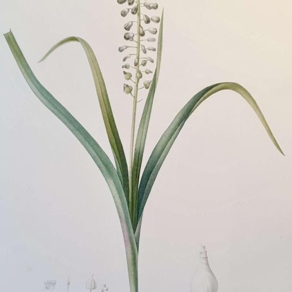 REDOUTE Pierre Joseph