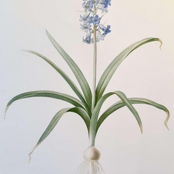 REDOUTE Pierre Joseph