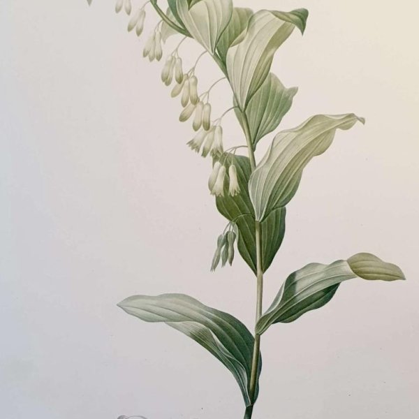 REDOUTE Pierre Joseph