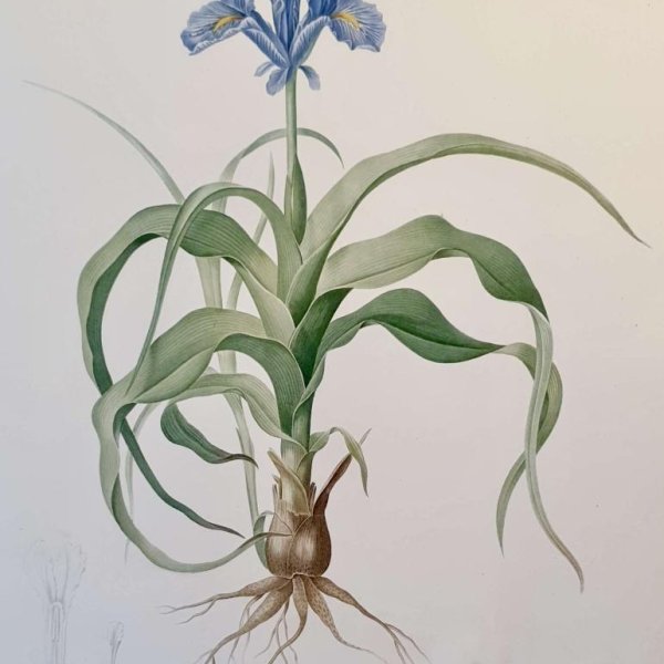 REDOUTE Pierre Joseph