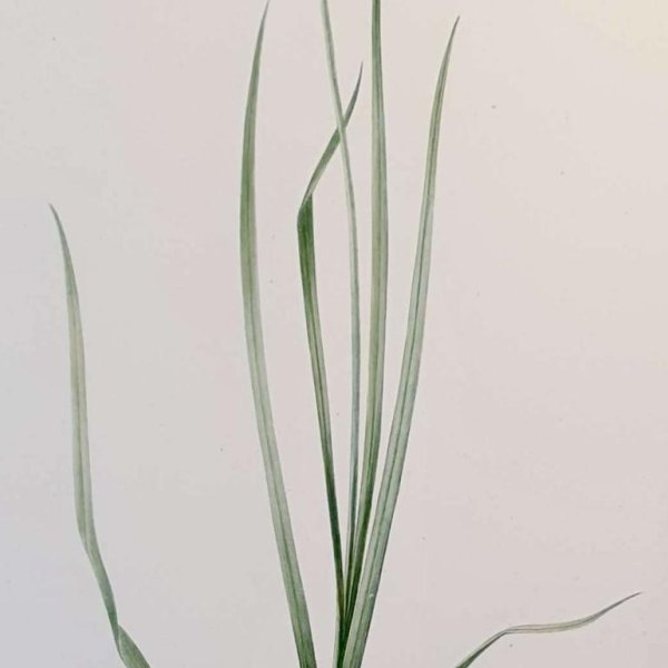 REDOUTE Pierre Joseph