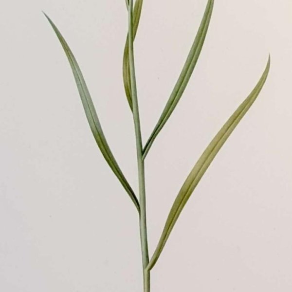 REDOUTE Pierre Joseph