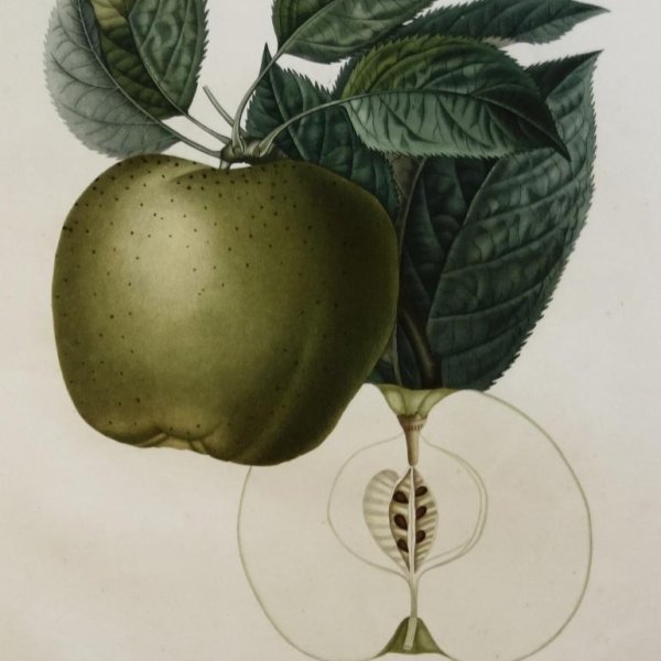 POITEAU Pierre-Antoine