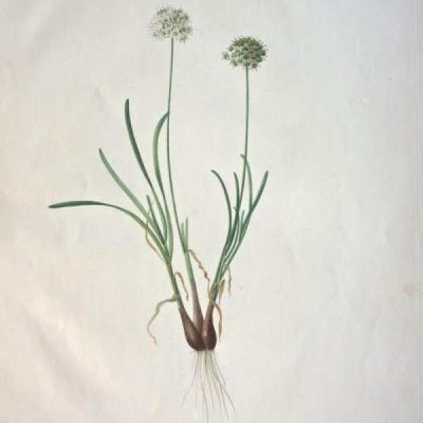 REDOUTE Pierre Joseph