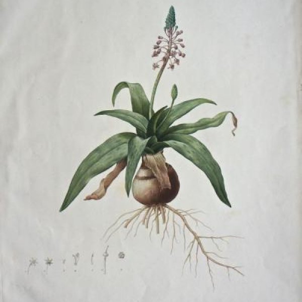 REDOUTE Pierre Joseph