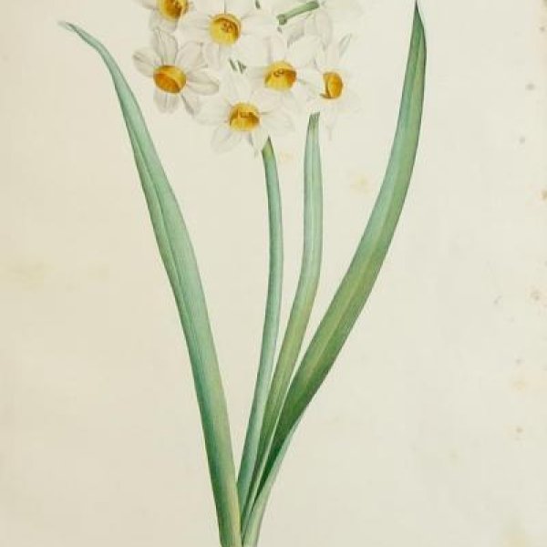 REDOUTE Pierre Joseph