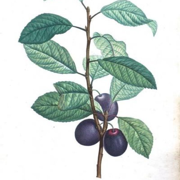 REDOUTE Pierre Joseph