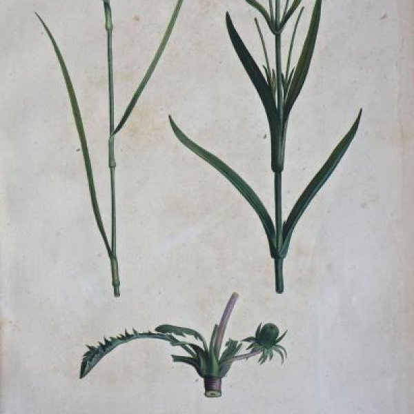 REDOUTE Pierre Joseph