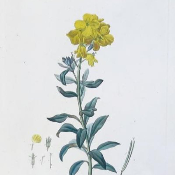 REDOUTE Pierre Joseph