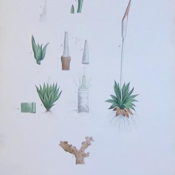 REDOUTE Pierre Joseph