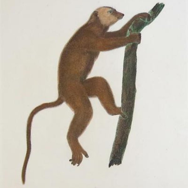 AUDEBERT Jean Baptiste