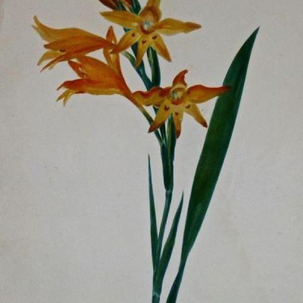 REDOUTE Pierre Joseph