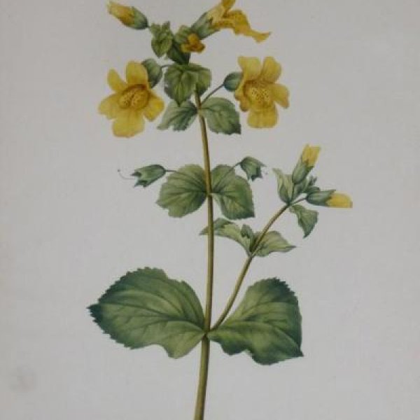 REDOUTE Pierre Joseph