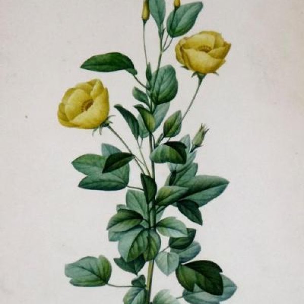 REDOUTE Pierre Joseph