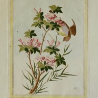 BUC'HOZ Pierre-Joseph