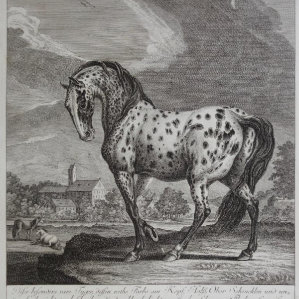 RIDINGER Martin Elias