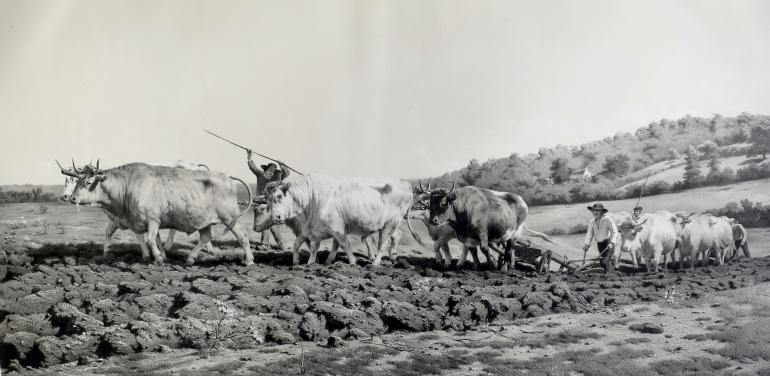 SOULANGE-TEISSIER Louis-Emmanuel