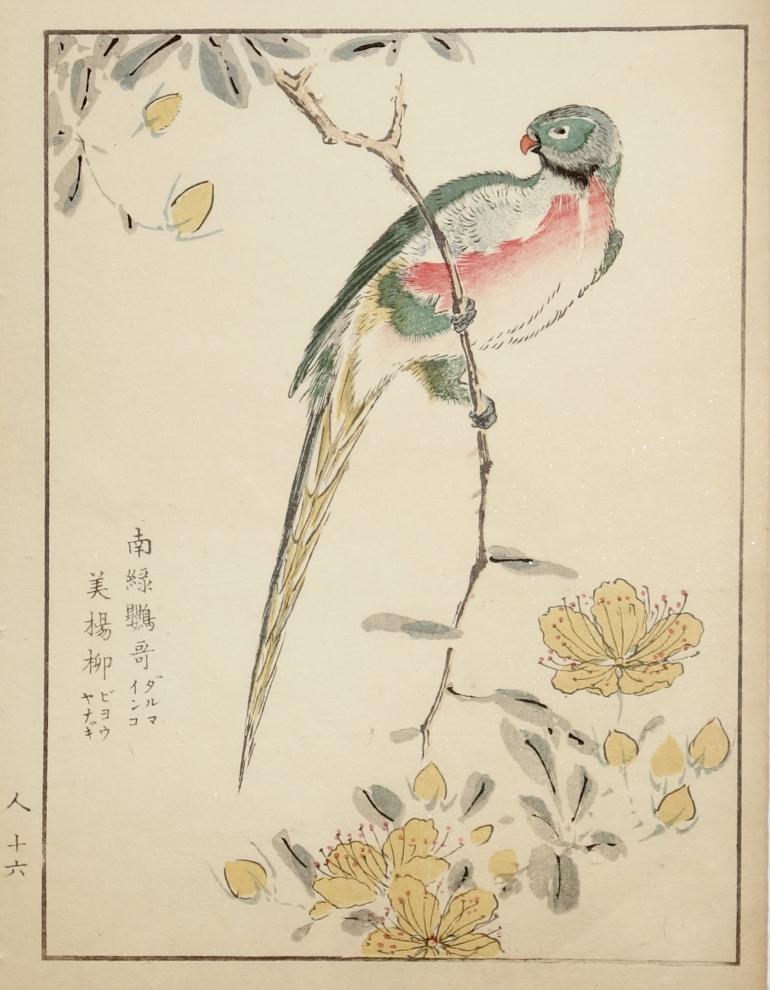 KASHU Numata