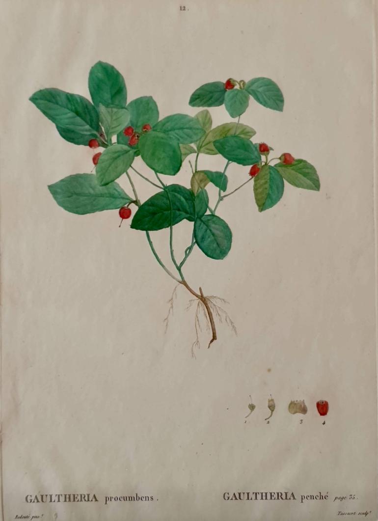 REDOUTE Pierre Joseph