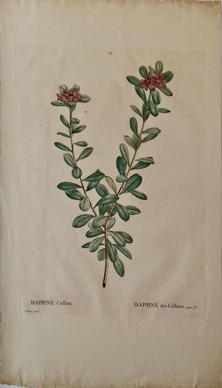 REDOUTE Pierre Joseph