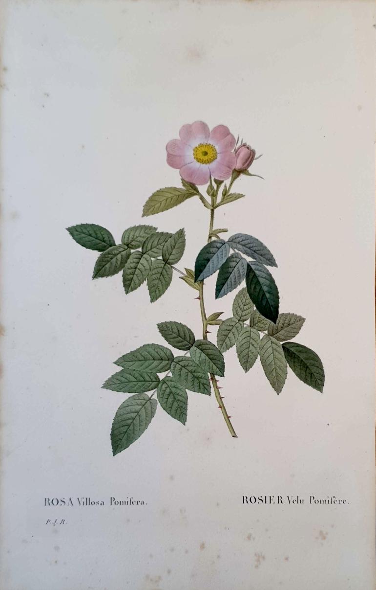 REDOUTE Pierre Joseph