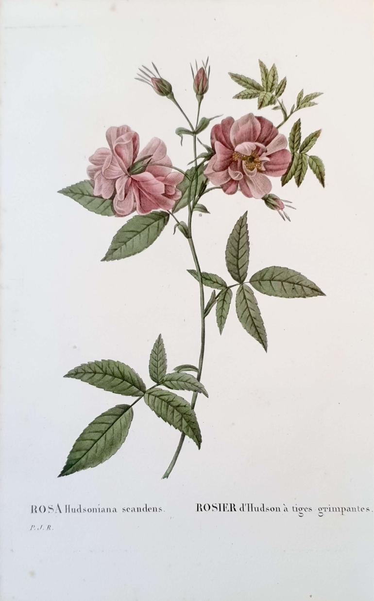 REDOUTE Pierre Joseph